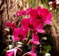 Orchide  (11 kB)